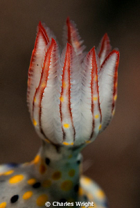 Close up of the gill structure of Hypeslodoris Kanga. by Charles Wright 